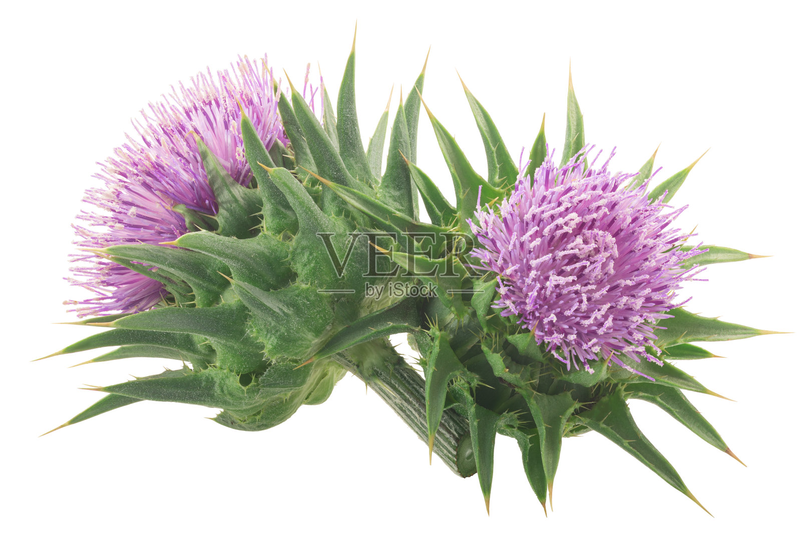 乳蓟花(水飞蓟)分离照片摄影图片