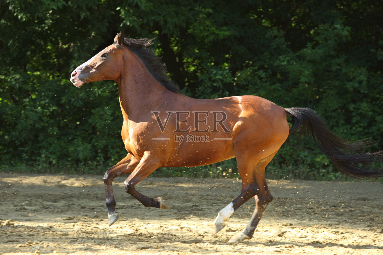 农场里飞奔的海湾运动马照片摄影图片