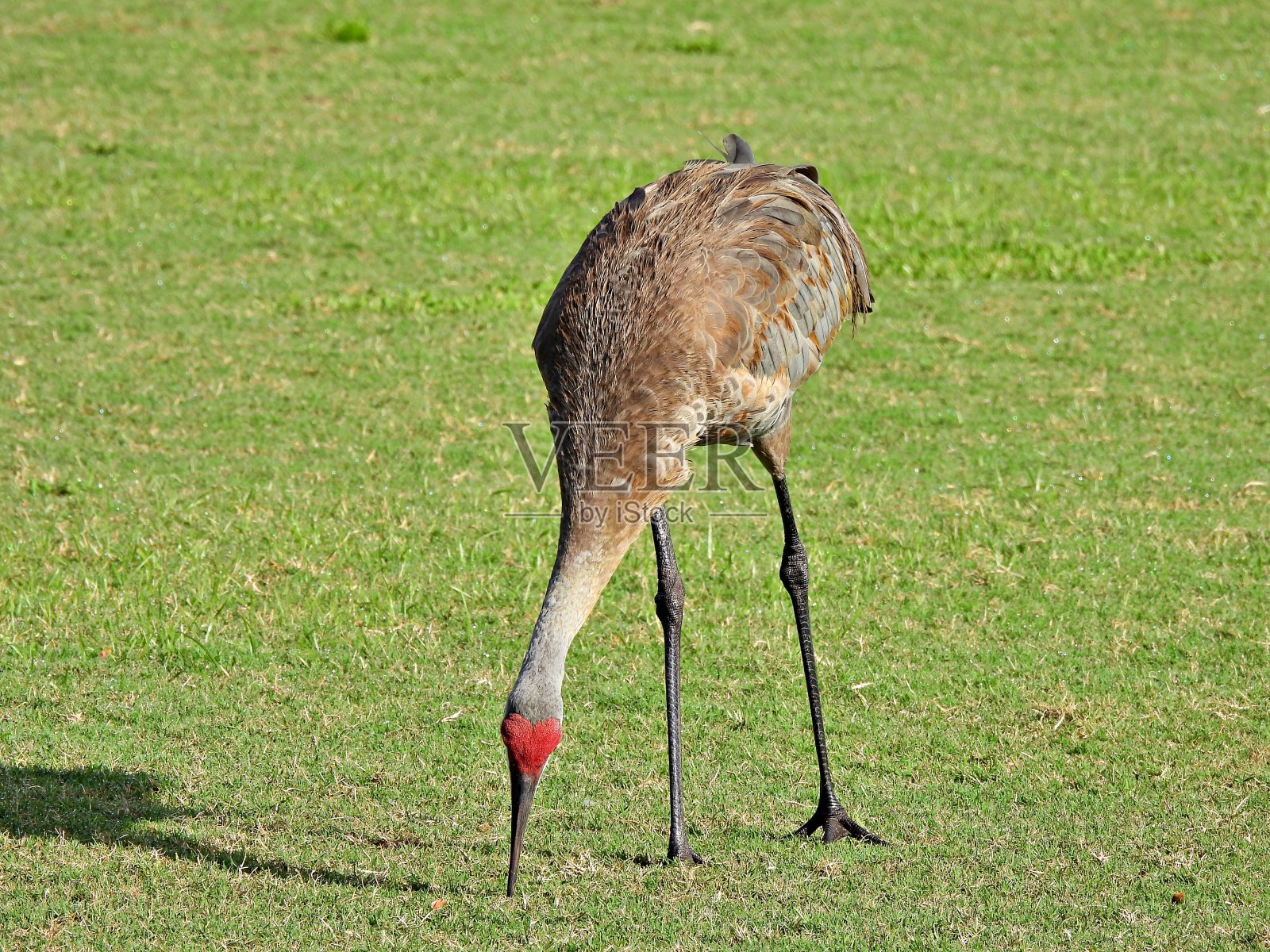 沙丘鹤(加拿大鹤)在草丛中觅食照片摄影图片