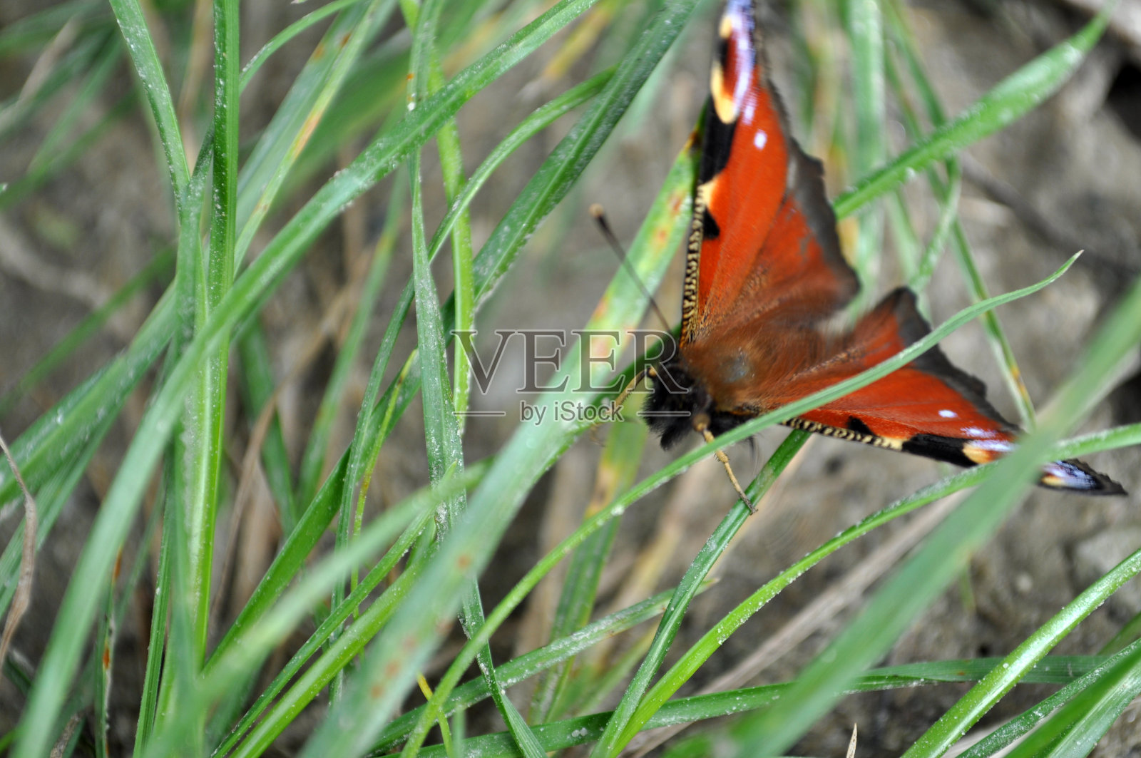 欧洲孔雀橙蝶五颜六色地坐在草地上照片摄影图片