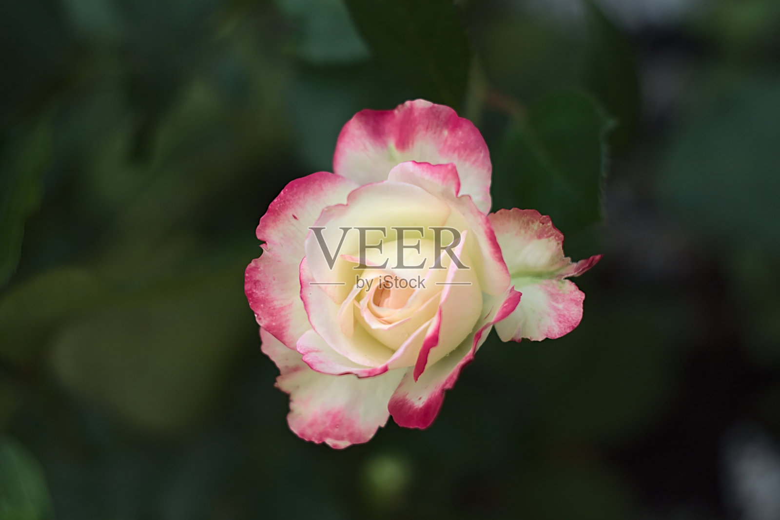 美丽的白色和粉红色的玫瑰花蕾特写照片摄影图片