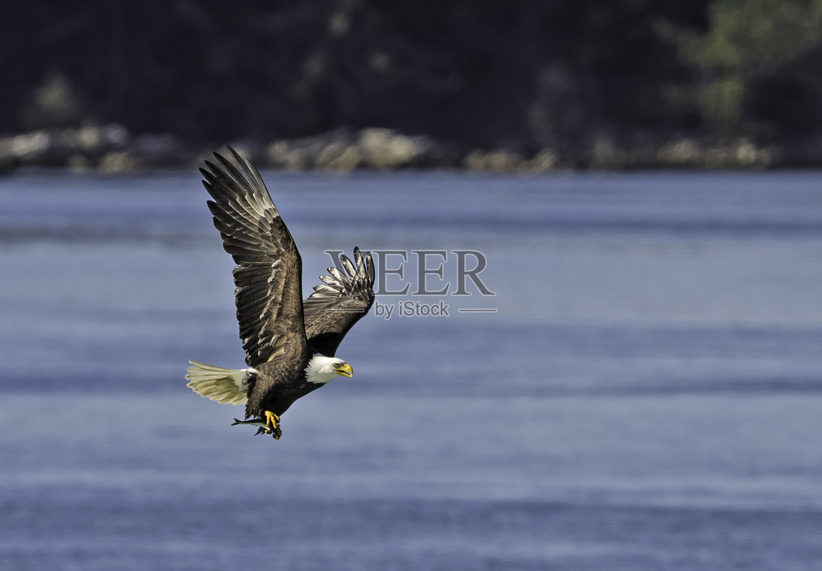 白头秃鹰(Haliaeetus leucocephalus)是一种猛禽，发现于阿拉斯加的锡特卡海峡上空，阿拉斯加。照片摄影图片