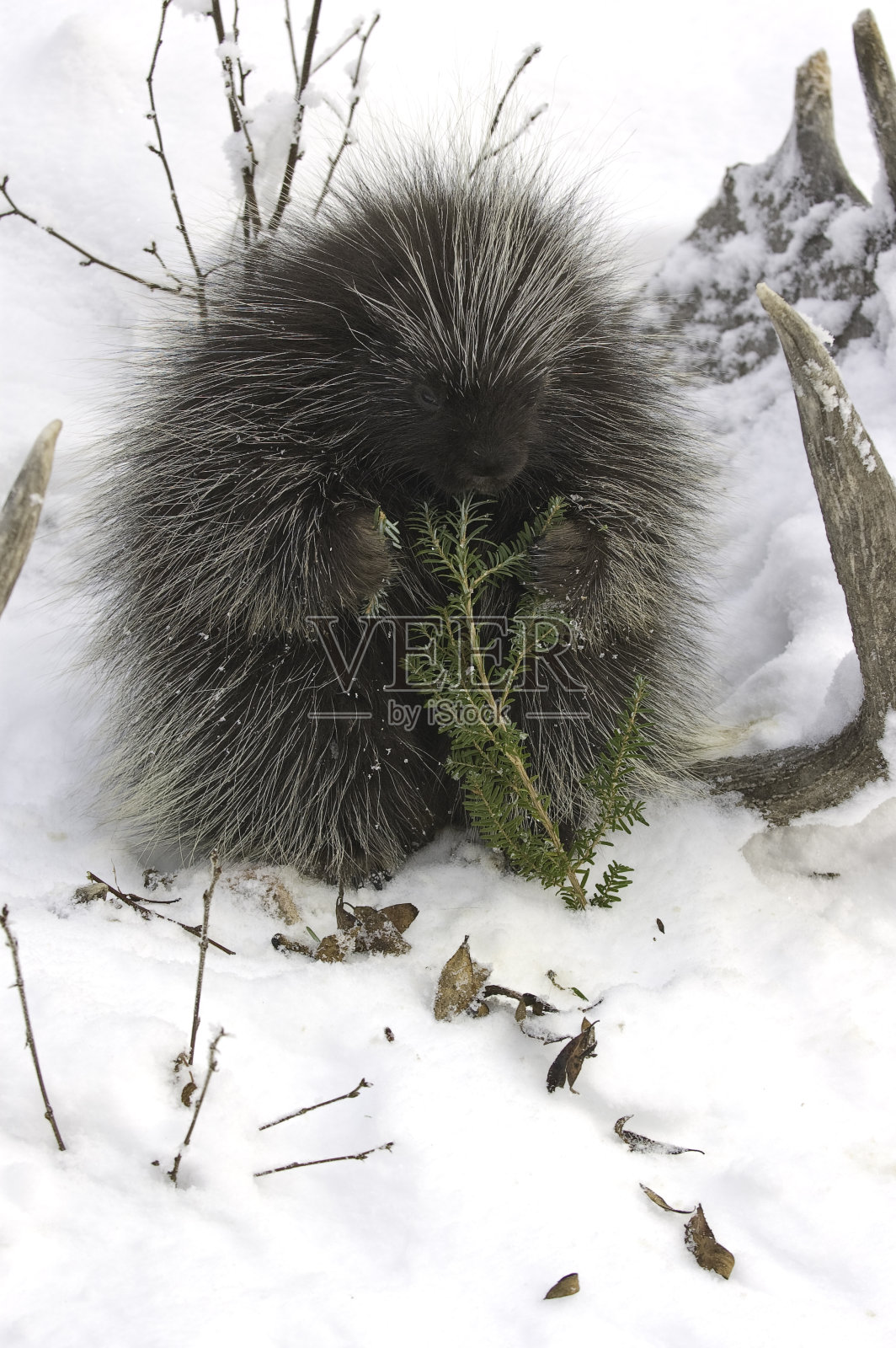 北美豪猪，在阿拉斯加海恩斯附近的雪地里。照片摄影图片