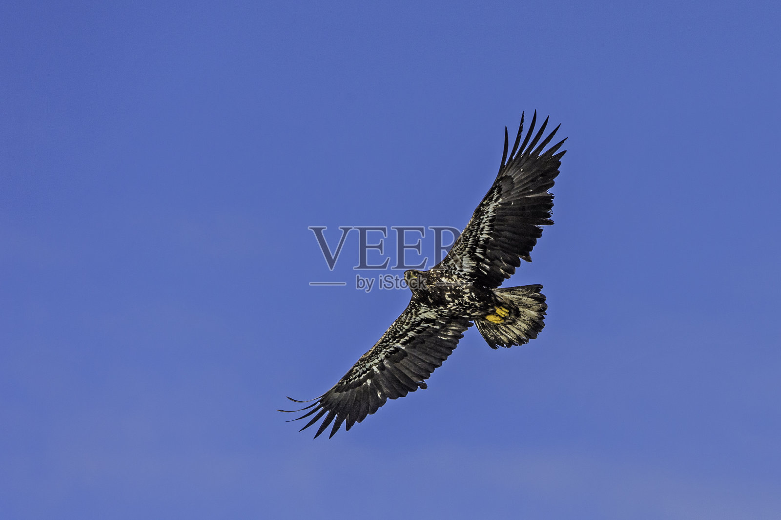 白头秃鹰(Haliaeetus leucocephalus)是一种猛禽，发现于阿拉斯加的锡特卡海峡上空，阿拉斯加。照片摄影图片