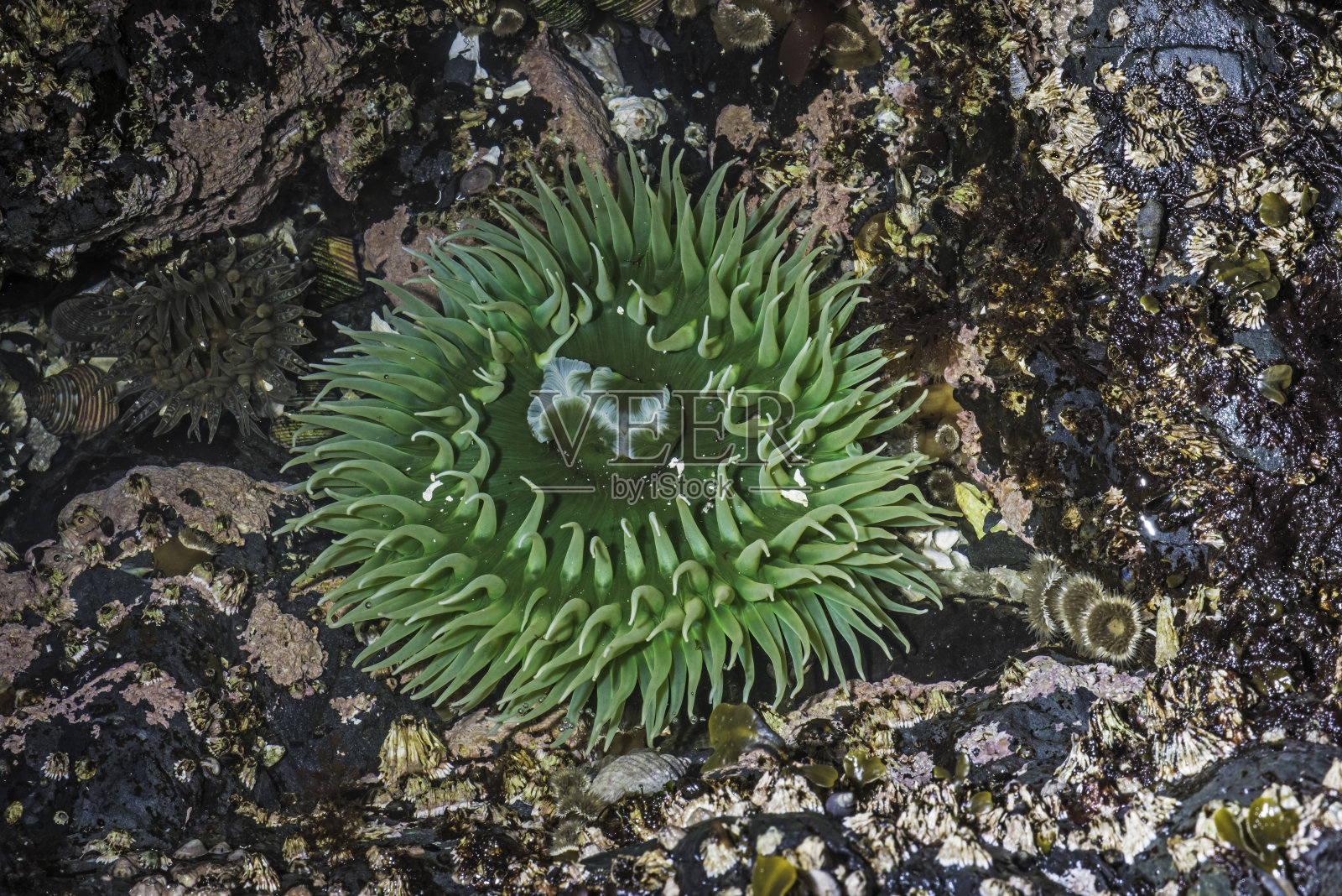 Anthopleura xanthogrammica，或巨大的绿色海葵，是一种潮间海葵科的一种，发现于阿拉斯加的潮汐池。锡特卡,阿拉斯加。照片摄影图片