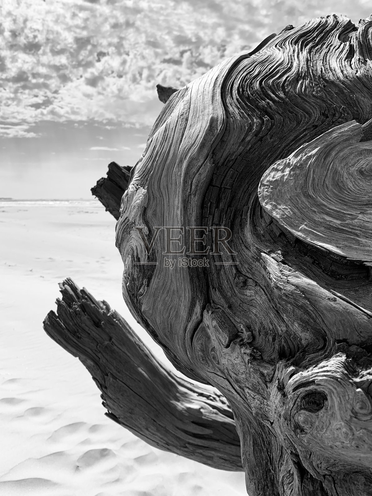 海滩上的树照片摄影图片