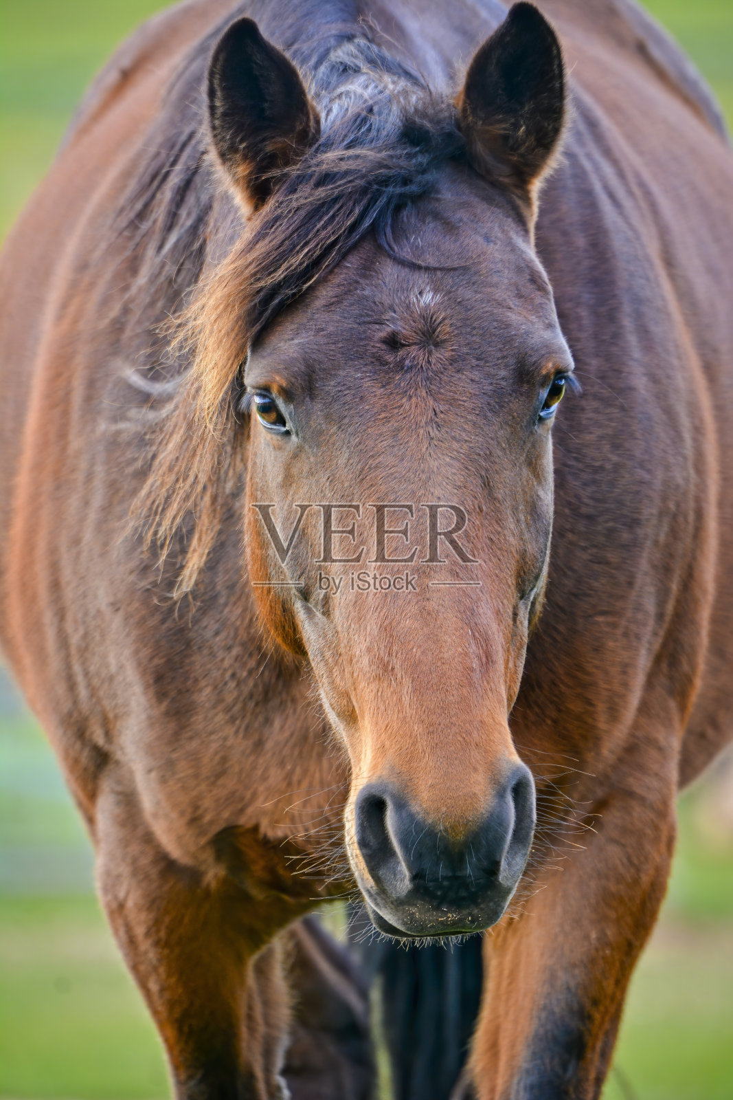 栗色的马照片摄影图片
