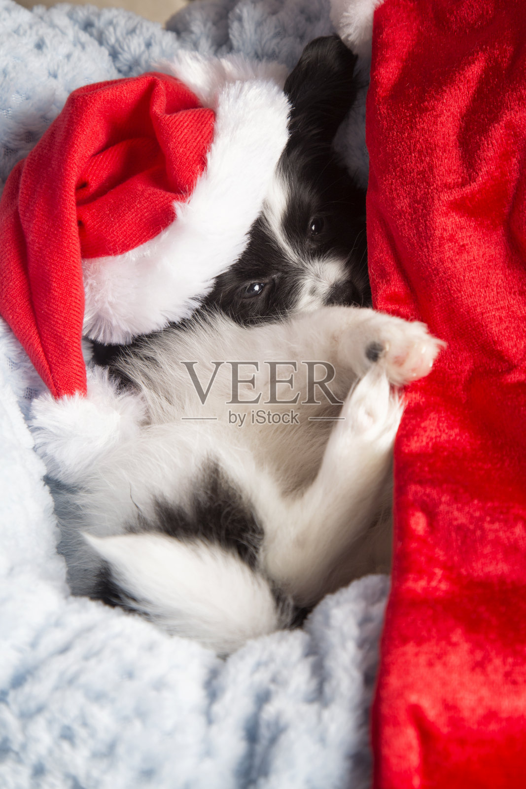 魔的小狗照片摄影图片