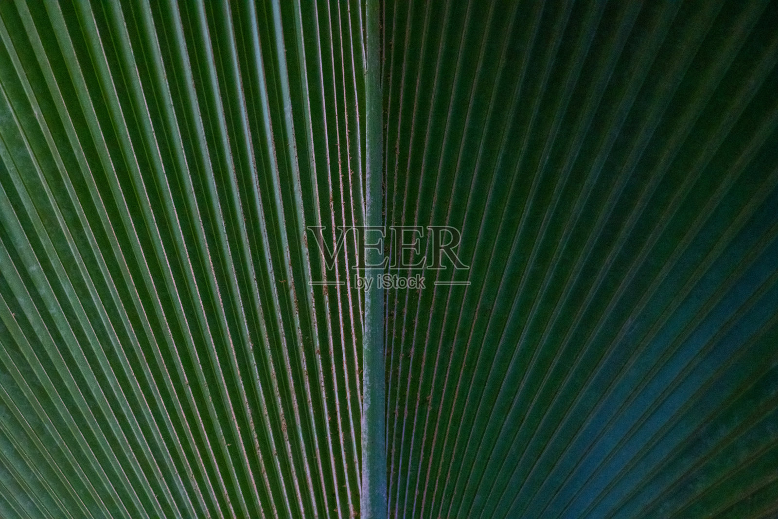 热带树叶形成绿色背景照片摄影图片