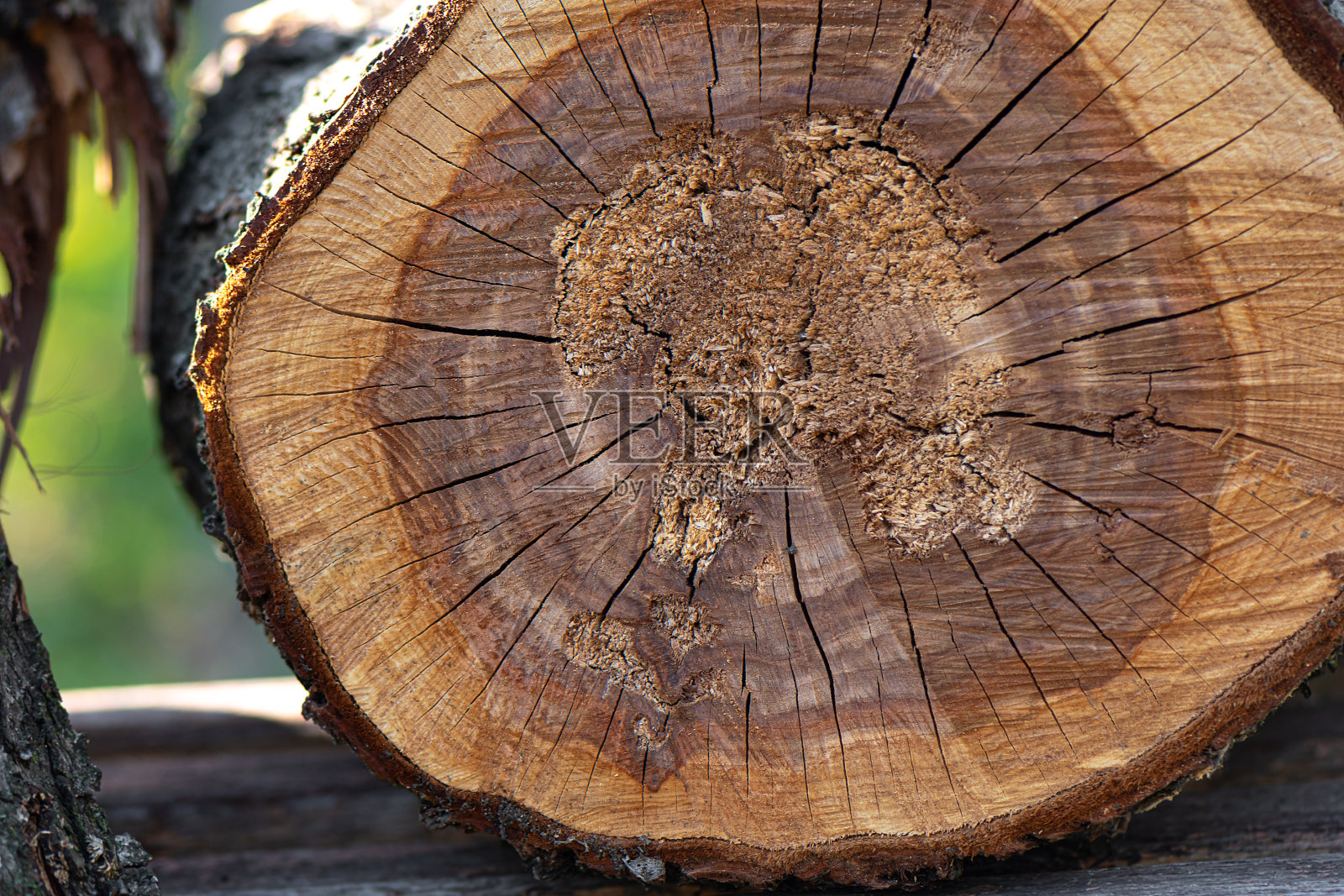 古老的天然树切割圆形图案的年轮照片摄影图片