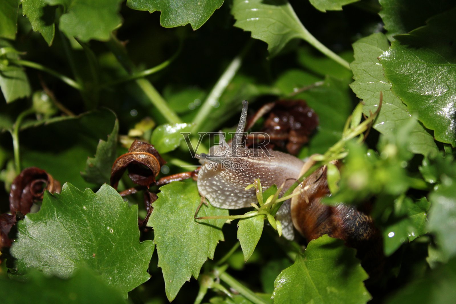 夜晚在风铃花叶子间的花园蜗牛照片摄影图片