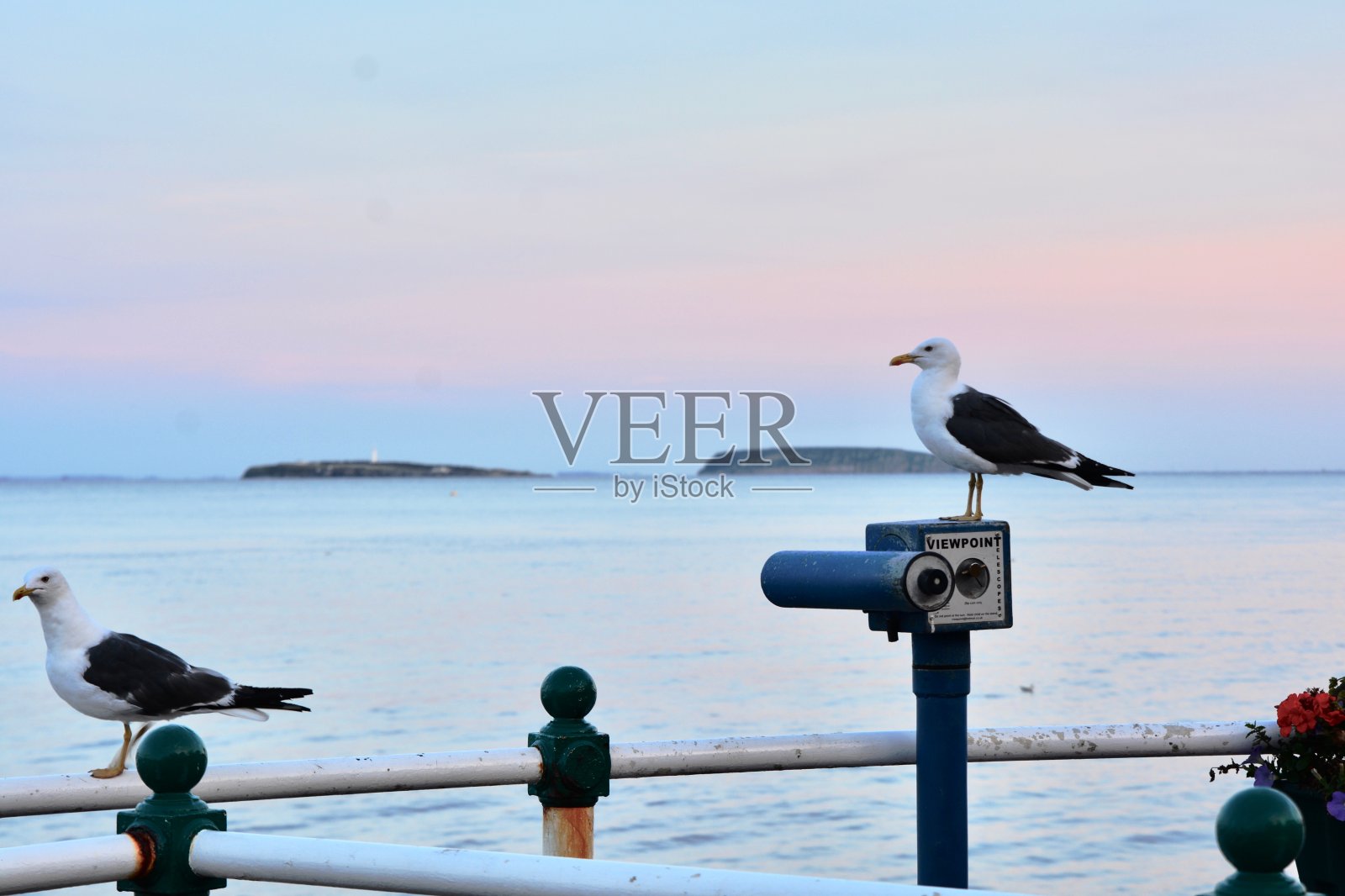 黄昏时分，威尔士加的夫的维多利亚小镇佩纳斯，厚颜无耻的海鸥照片摄影图片