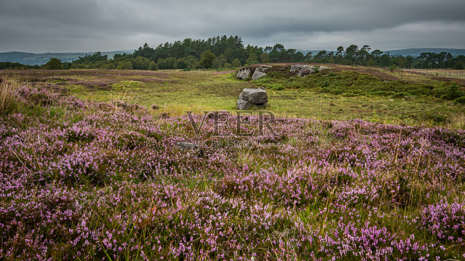 老妇人在紫石楠花丛中搭车照片摄影图片