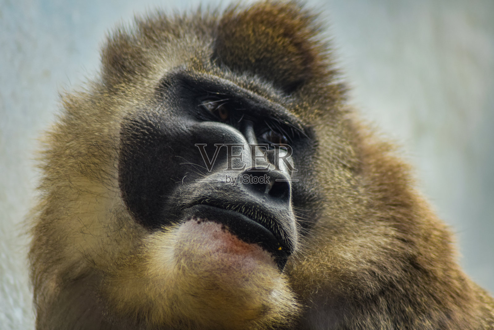 狒狒照片摄影图片