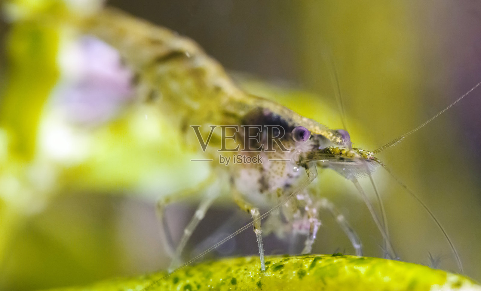 淡水水族馆里的虾。日里虾。照片摄影图片