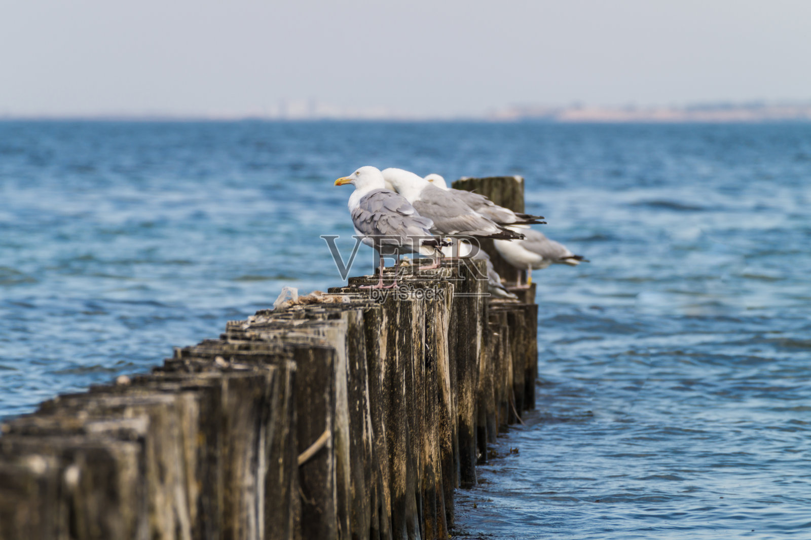 海鸥在靠近水边的旧木码头上排成一行。照片摄影图片