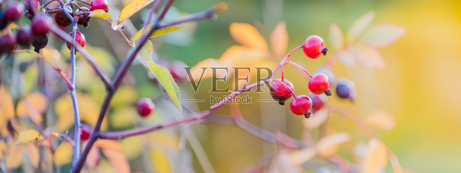 美丽的全景秋天景色与多彩的树叶，浆果和散景的背景照片摄影图片