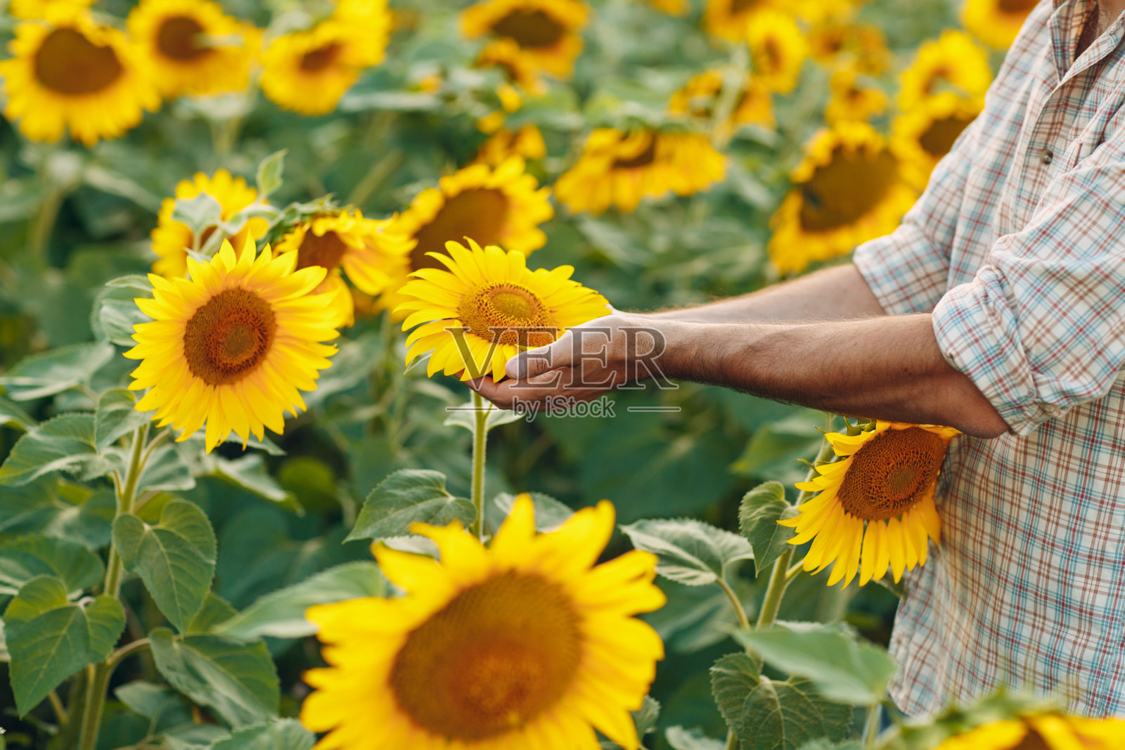 男人双手捧着向日葵。照片摄影图片