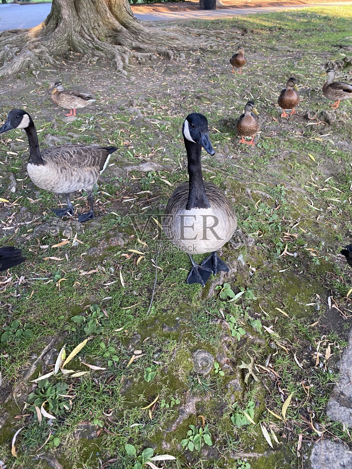 夏日里公园里的鹅照片摄影图片