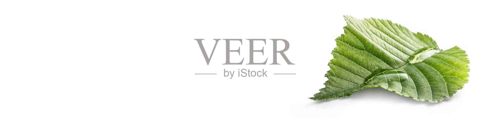 水滴落在绿叶上，孤立在白色的叶子上。环境全景横幅照片摄影图片