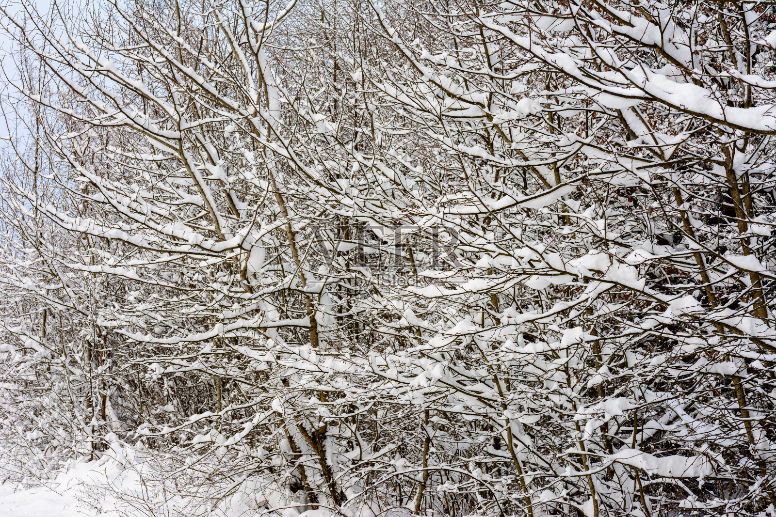 喀尔巴阡森林里白雪覆盖的树枝。照片摄影图片