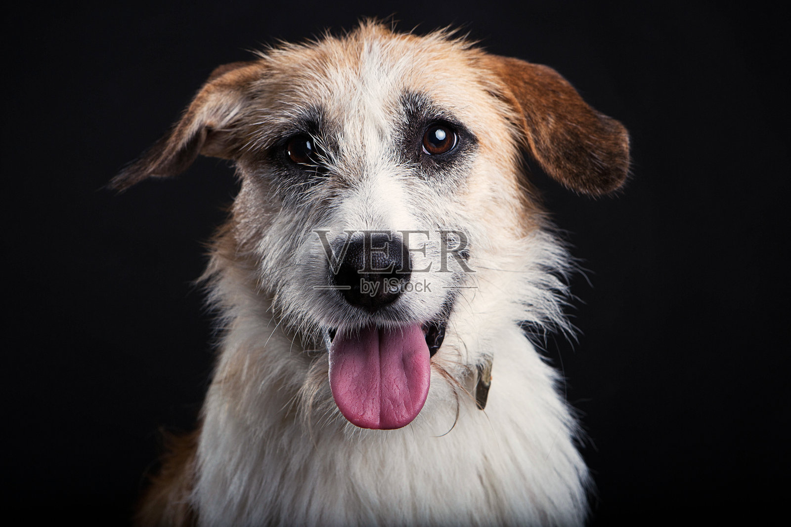 小狗照片摄影图片