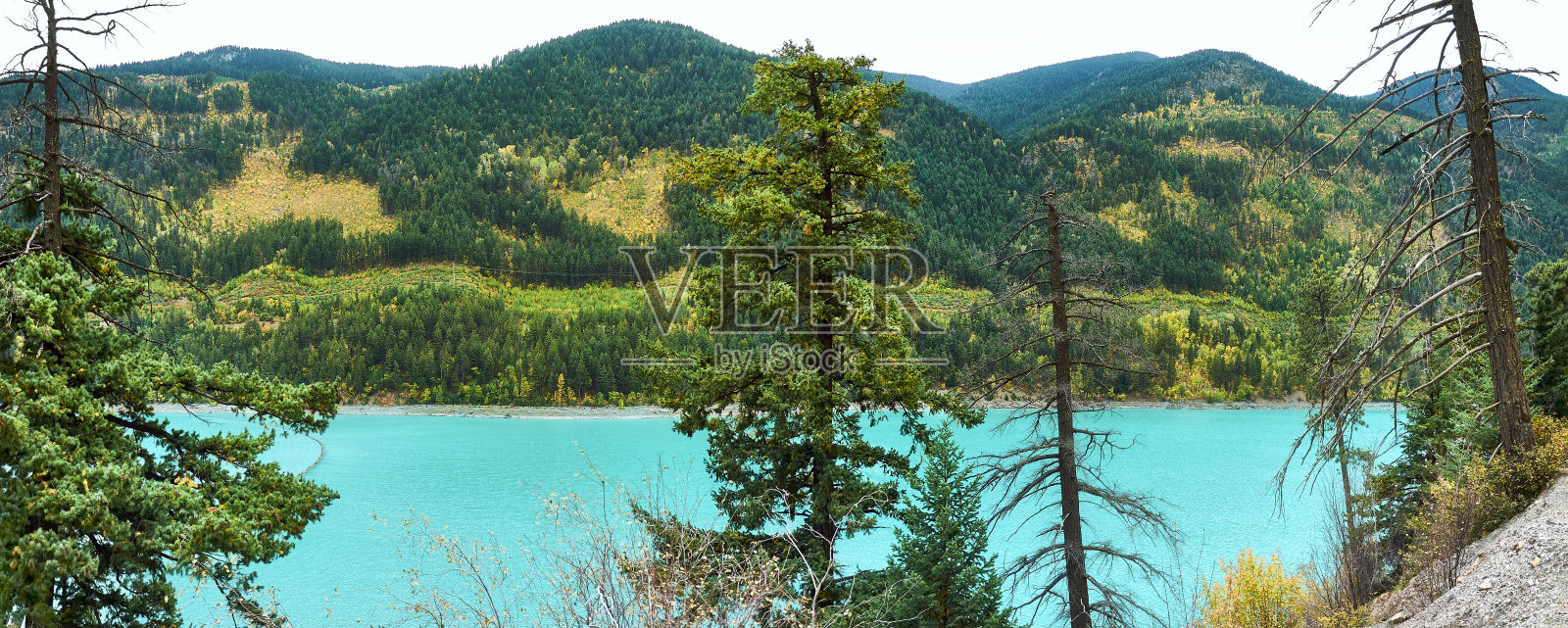 绿松石色的卡彭特湖山景全景，大型冷杉树之间的湖景照片摄影图片