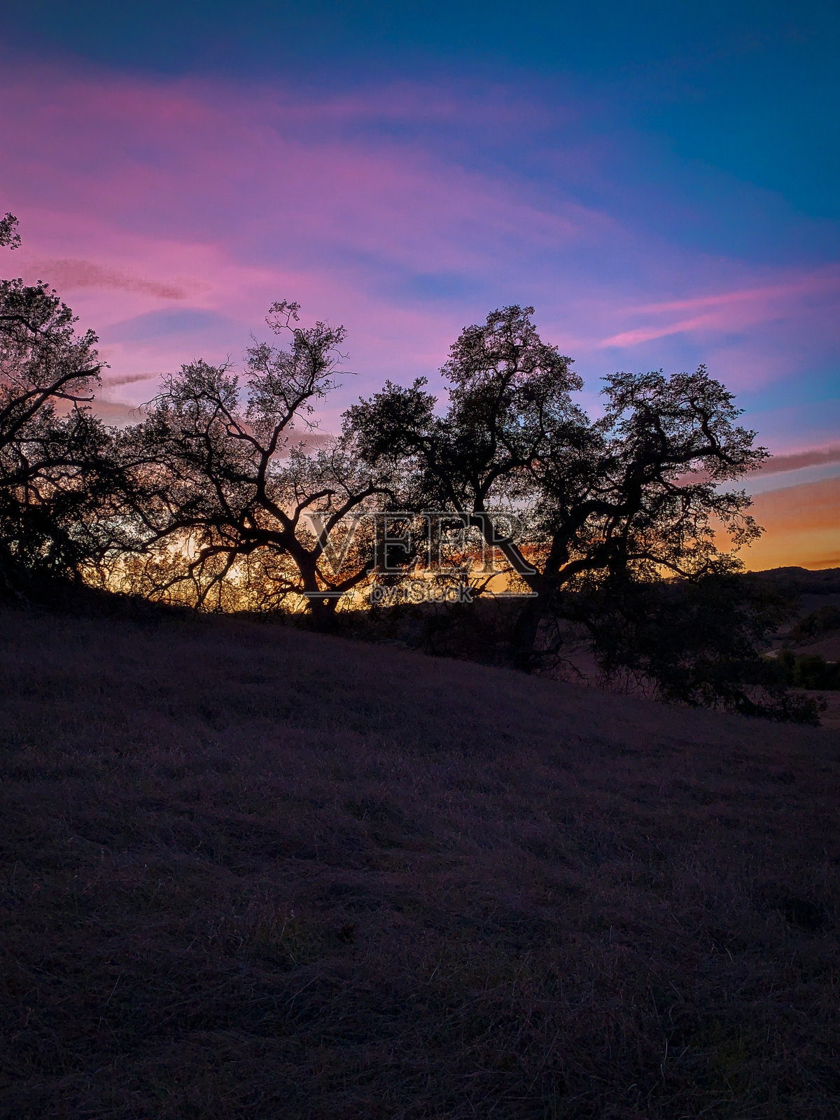 日落的树木照片摄影图片