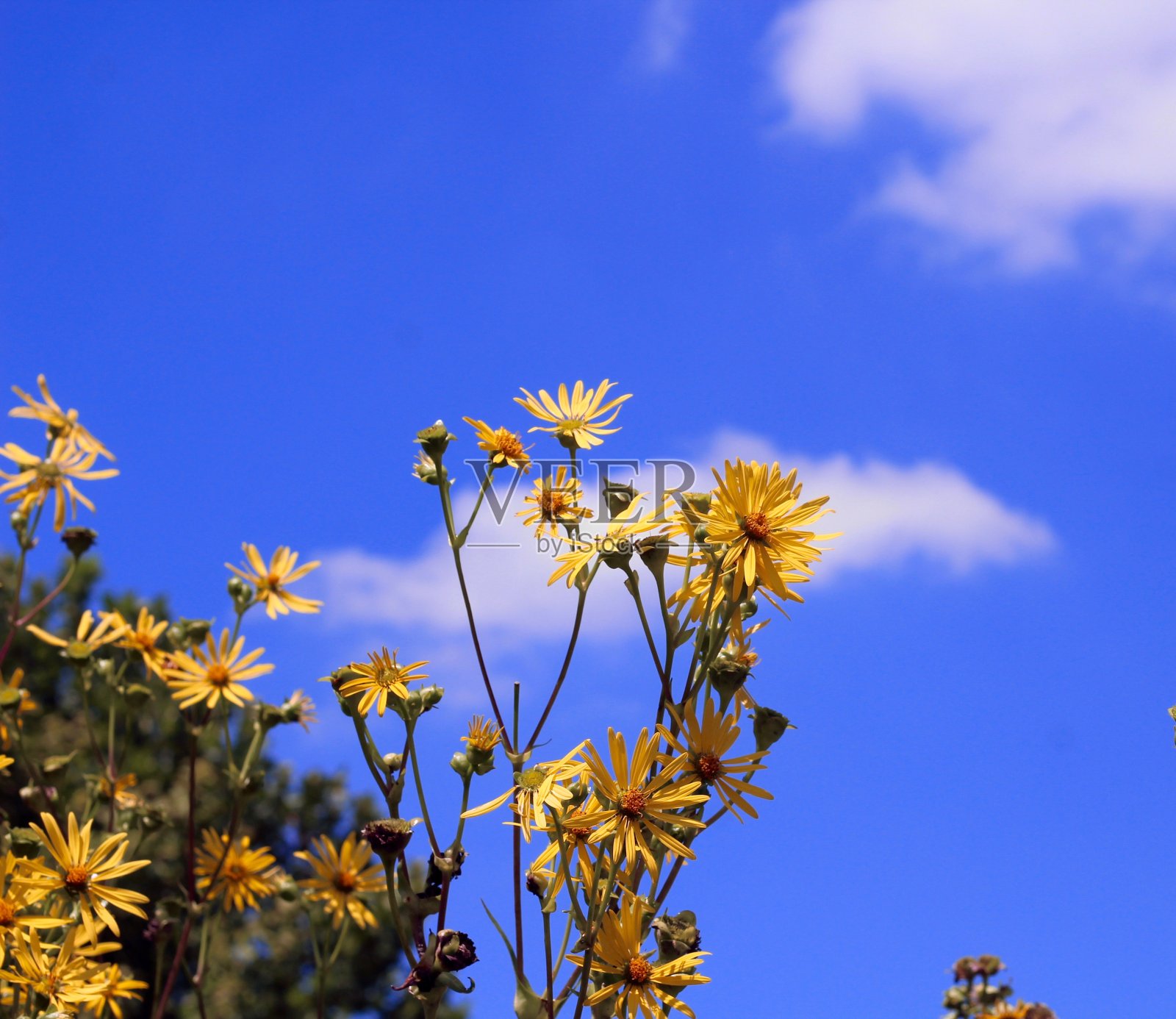黄花蓝天照片摄影图片