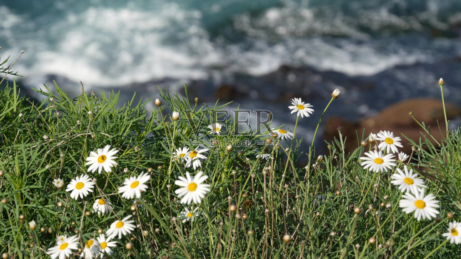 太平洋海浪绿色草地上的简约白色牛眼雏菊，陡峭悬崖上的野花，美国加利福尼亚州圣地亚哥拉霍亚海湾水边盛开的温柔雏菊照片摄影图片