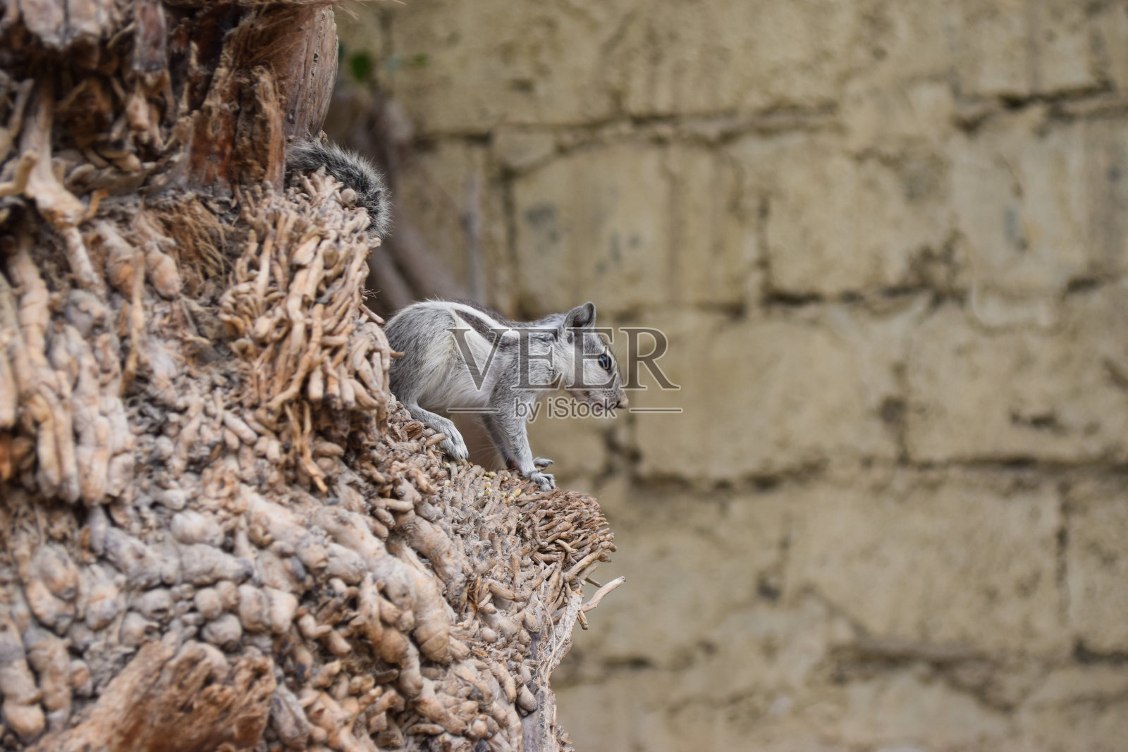 亚洲灰松鼠在枣树棕榈树的家近距离，野生动物花栗鼠吃种子，哺乳动物啮齿动物动物群天然植物叶子背景墙纸照片摄影图片