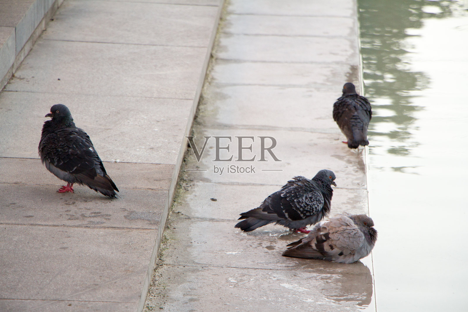 鸽子在城市公园喷泉饮水，选择性聚焦照片摄影图片