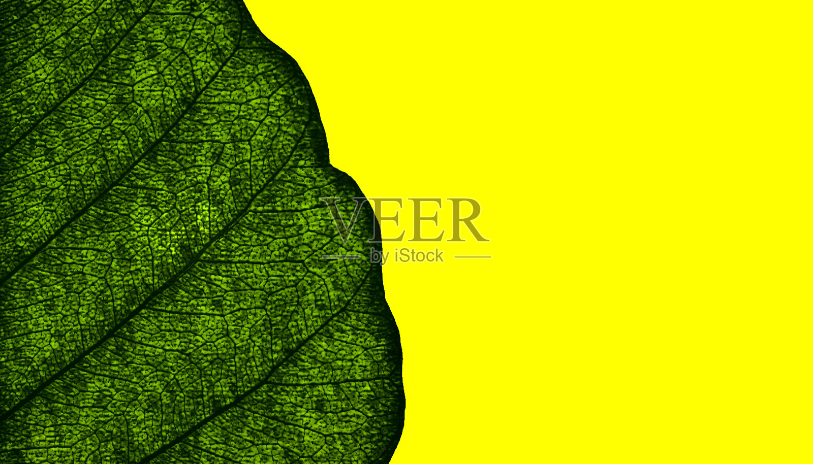 叶自然背景概念特写纹理半3d渲染照片摄影图片