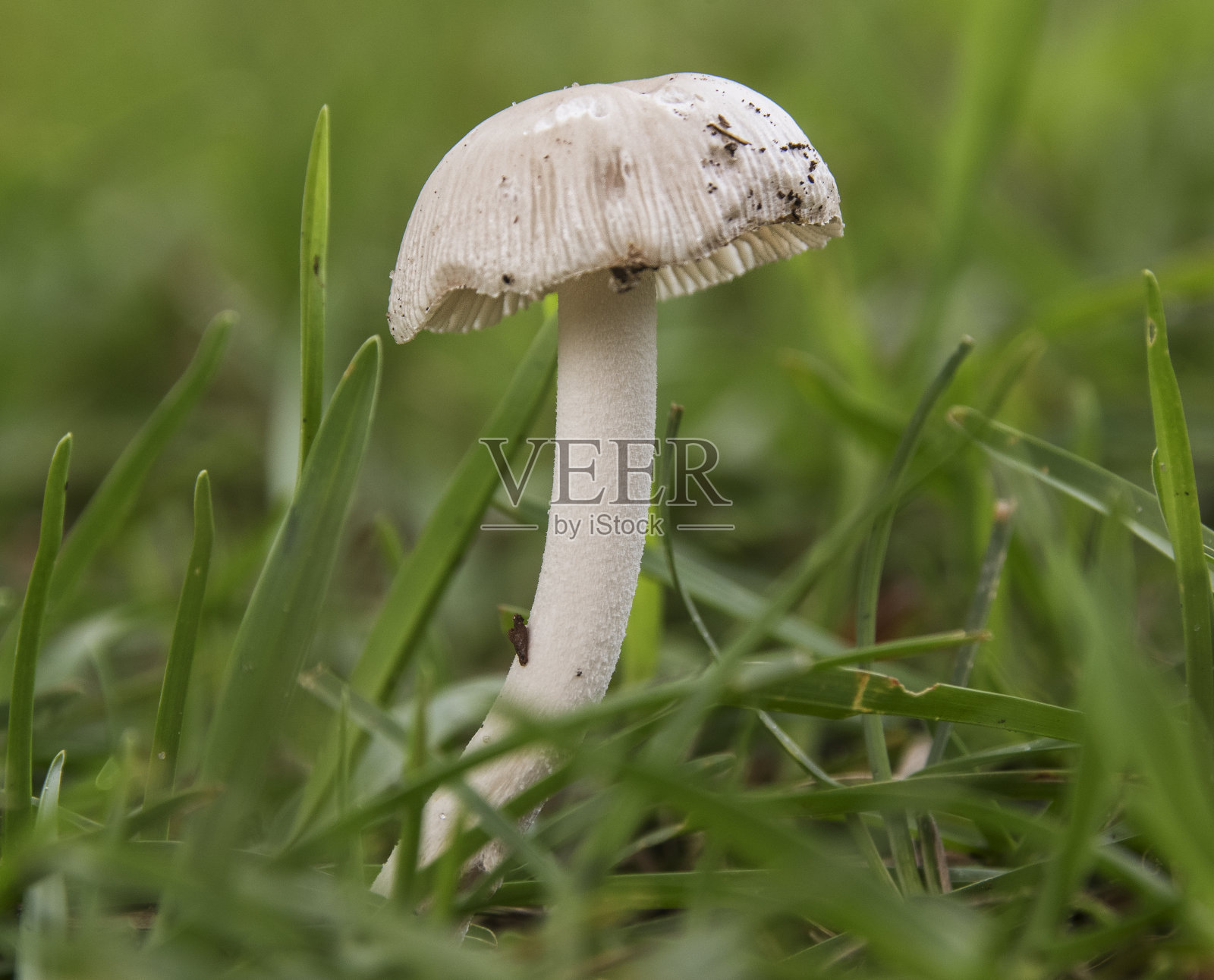 北卡罗莱纳东部院子里的小纽扣蘑菇照片摄影图片