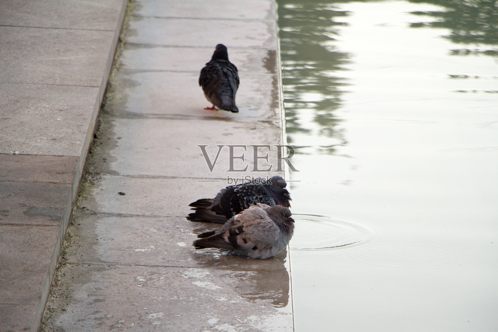 鸽子在城市公园喷泉上饮水，选择性集中照片摄影图片