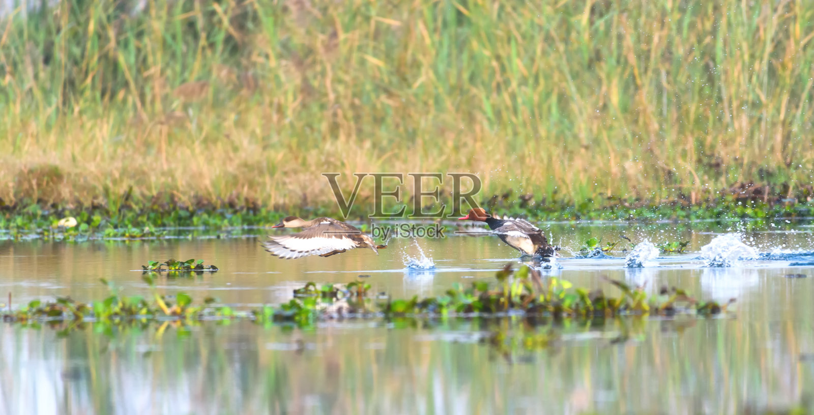 一只匆忙离开的鸭子的肖像照片摄影图片