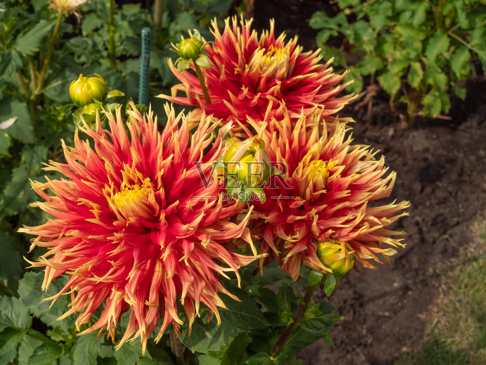 夏日花园里的大丽花照片摄影图片