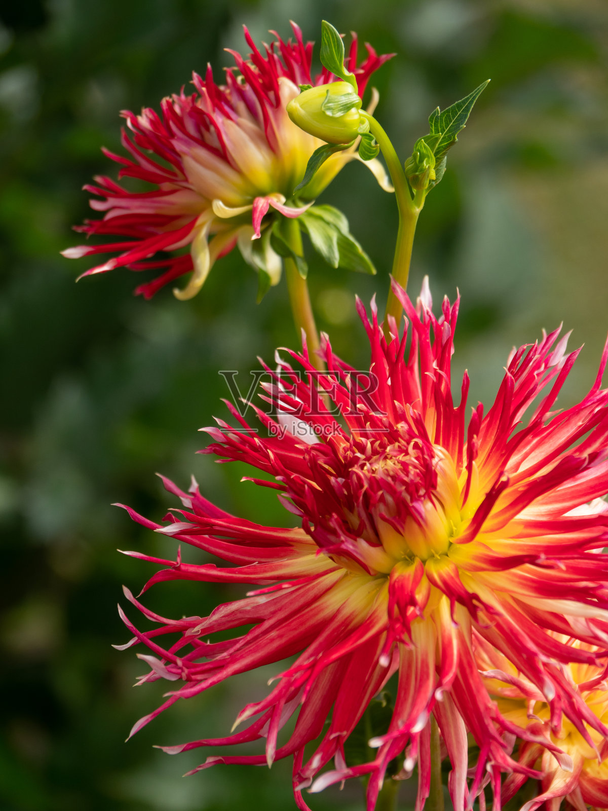 夏日花园里的大丽花照片摄影图片
