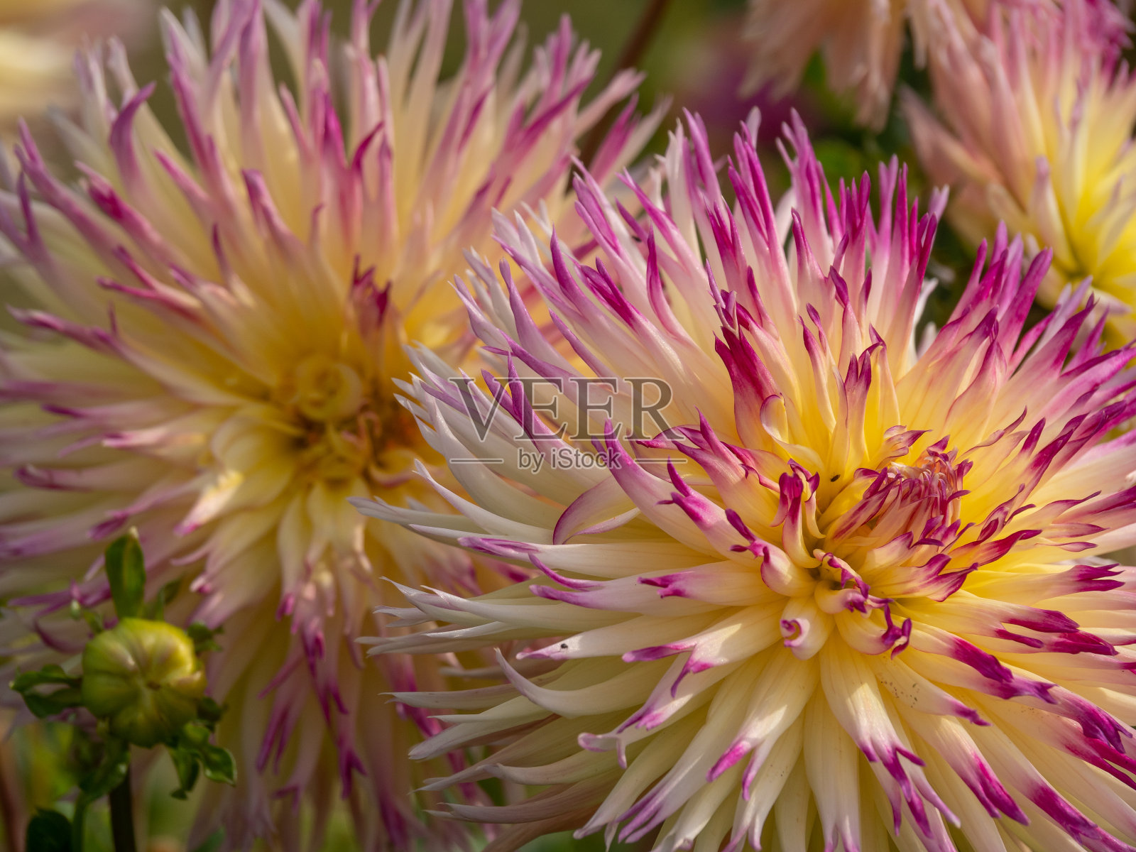夏日花园里的大丽花照片摄影图片
