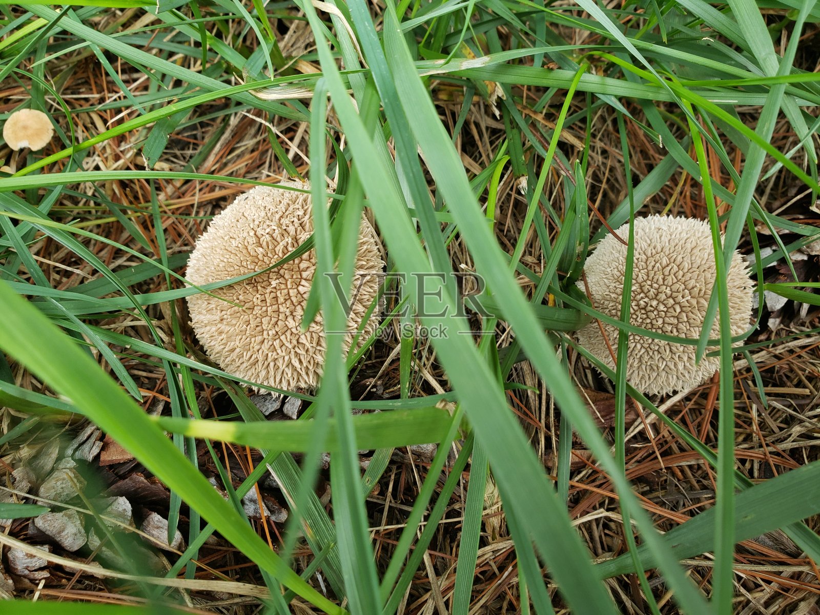 独特的蘑菇照片摄影图片