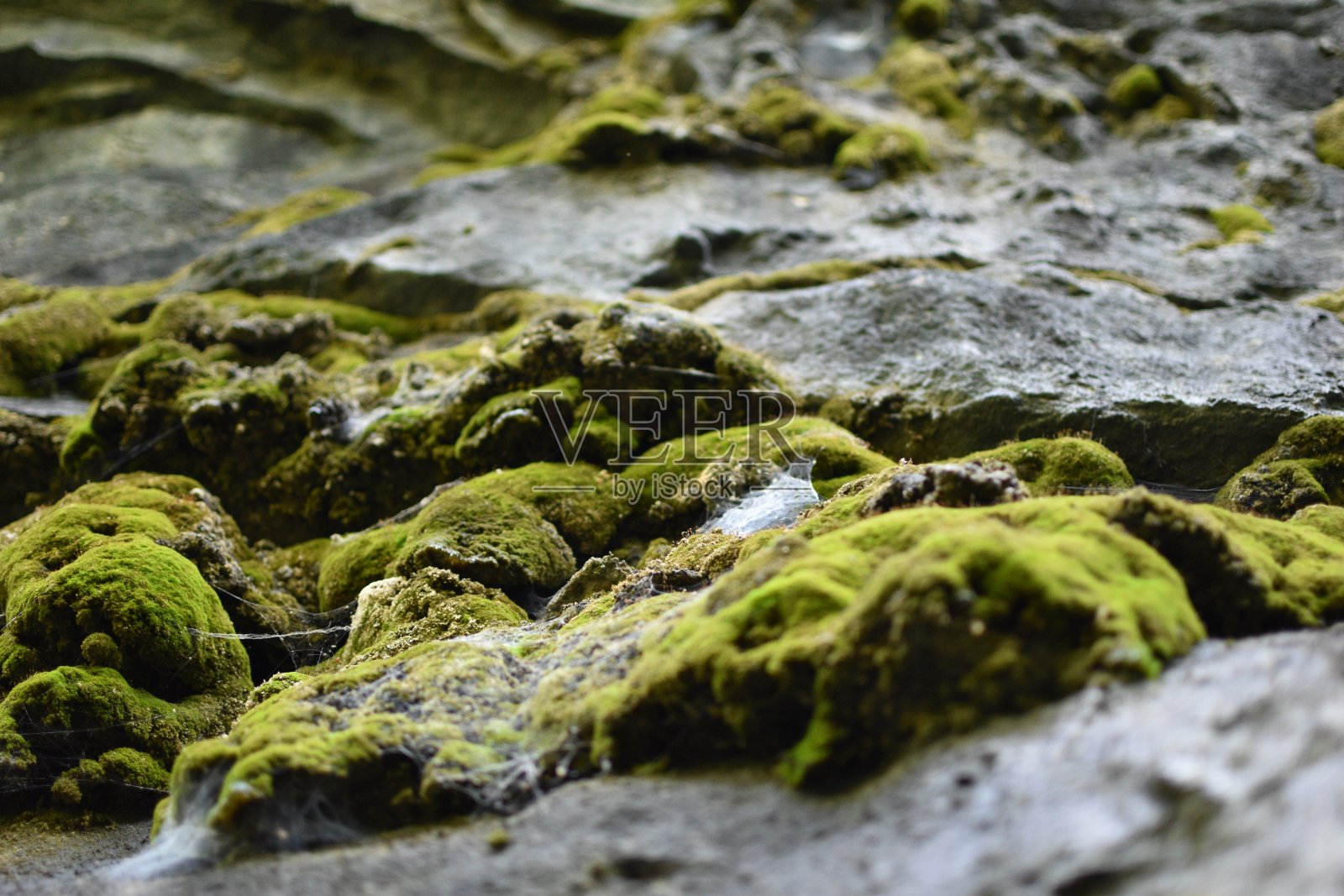 苔藓岩石上的蜘蛛网照片摄影图片