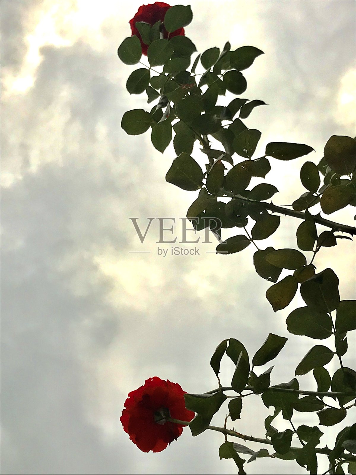 玫瑰照片摄影图片