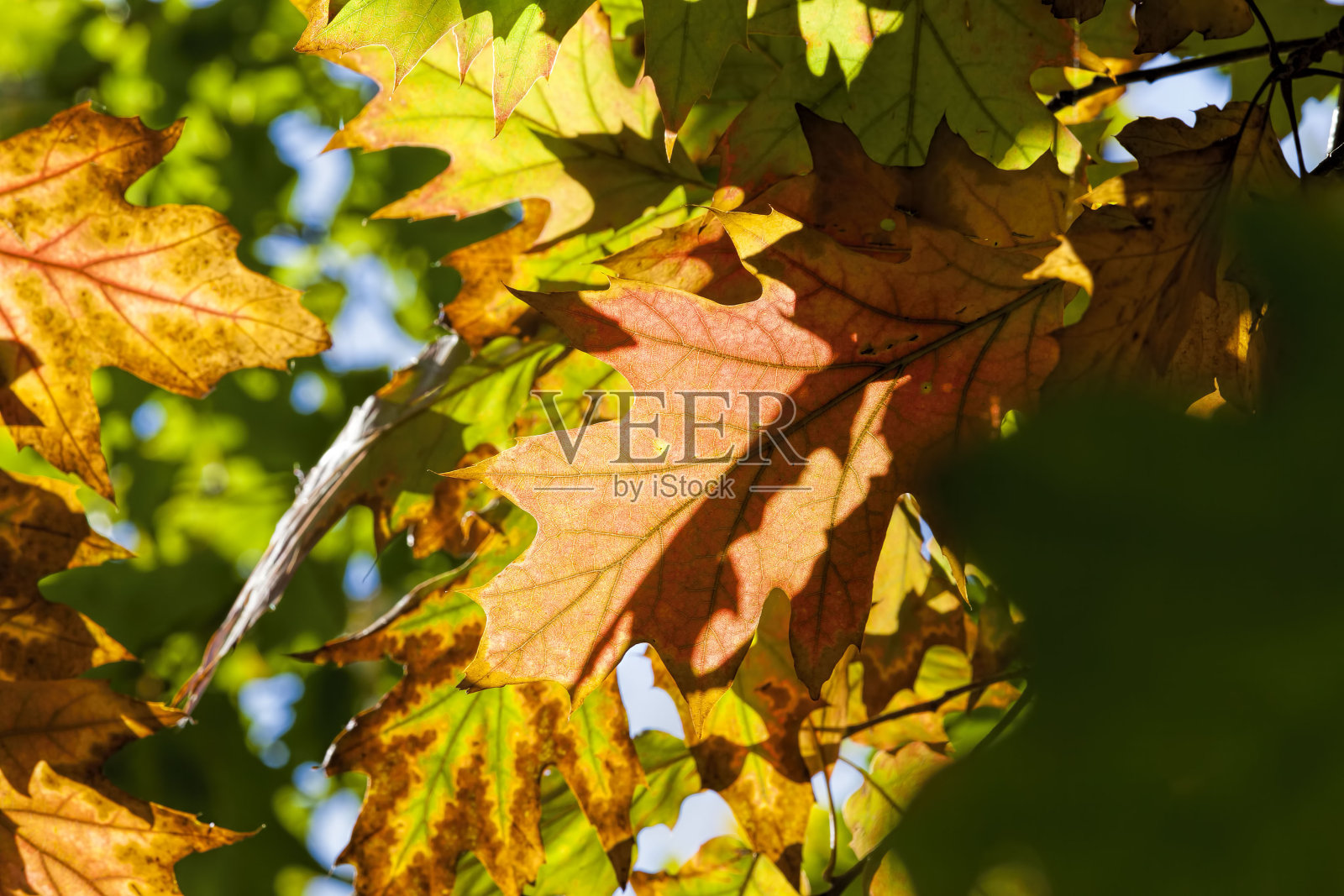 五彩缤纷的落叶树在橡树林中照片摄影图片