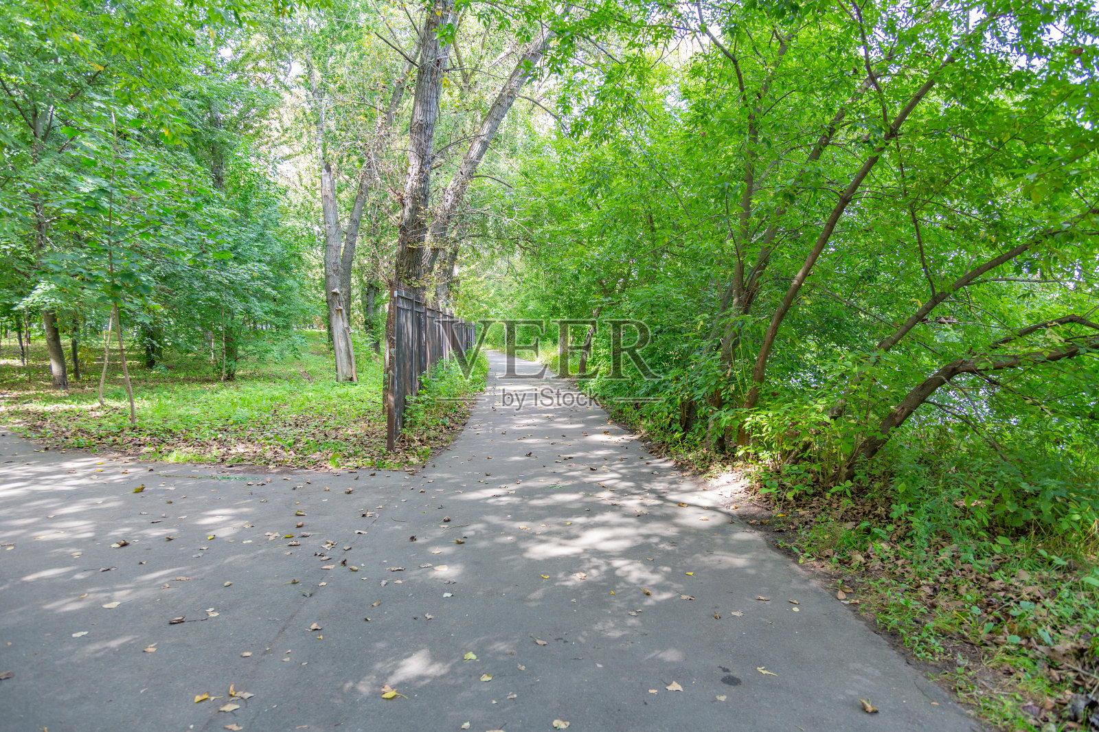 绿草在城市夏季公园照片摄影图片