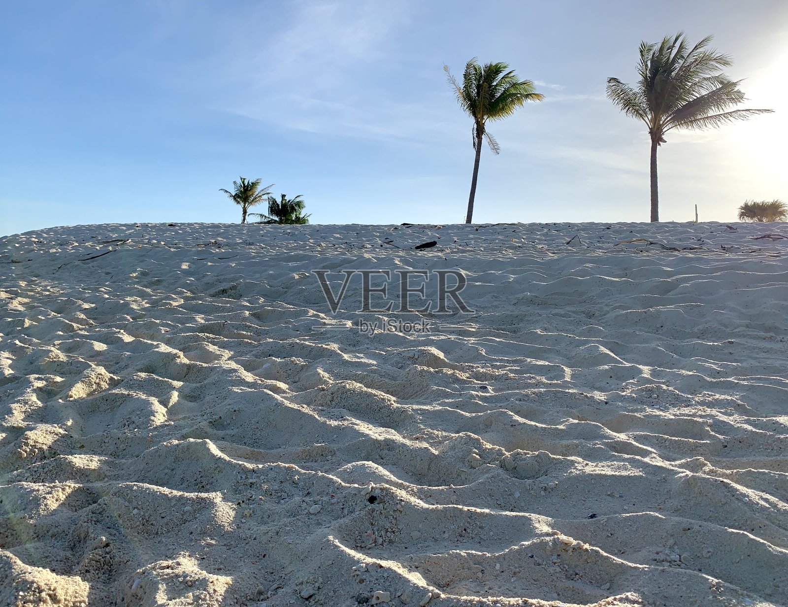 摇曳的沙滩上的棕榈树照片摄影图片