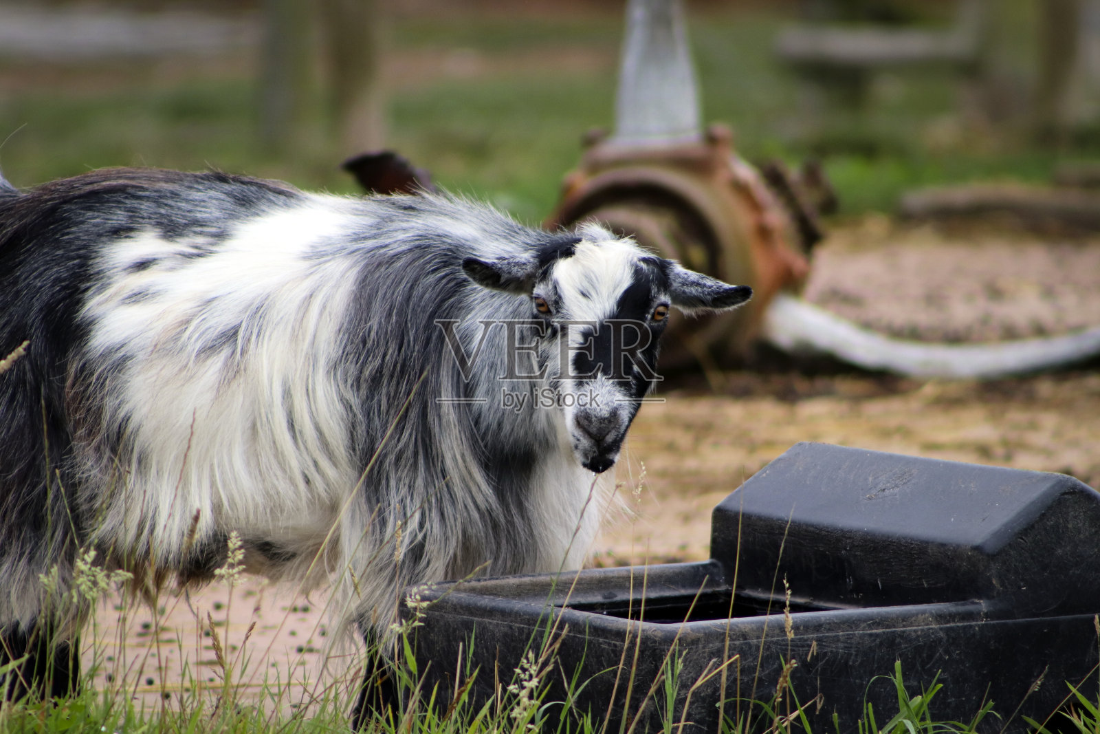 英国农场的山羊照片摄影图片