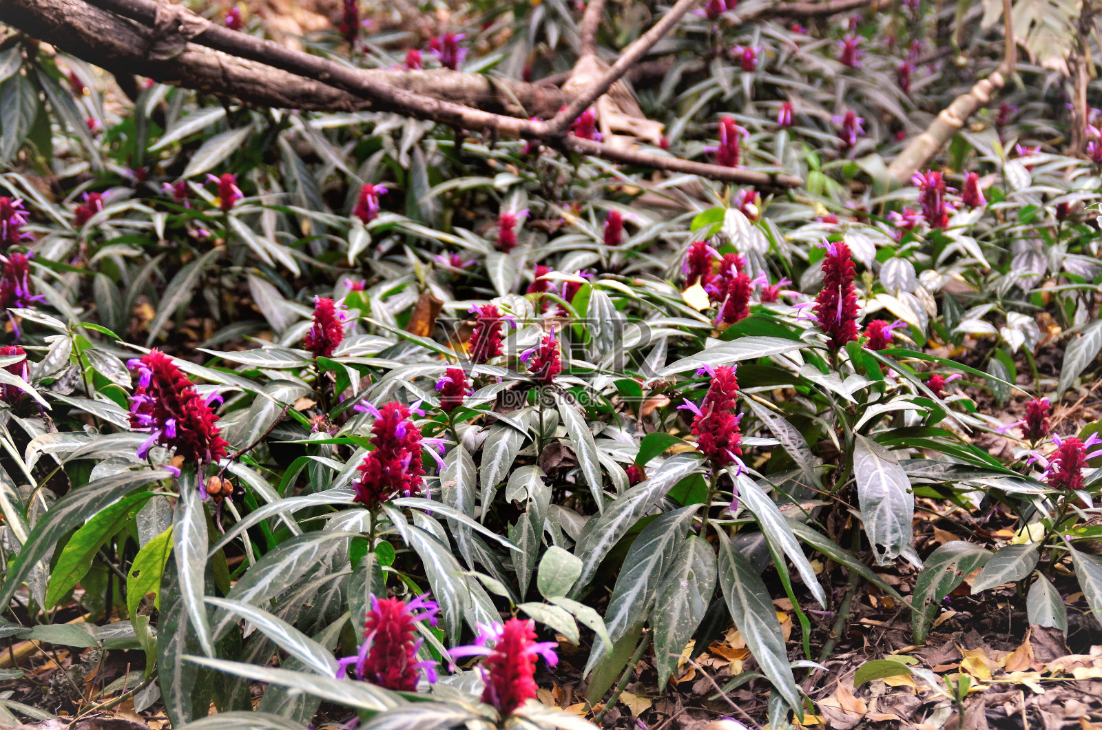 树林里有一个小花坛，里面放满了花照片摄影图片