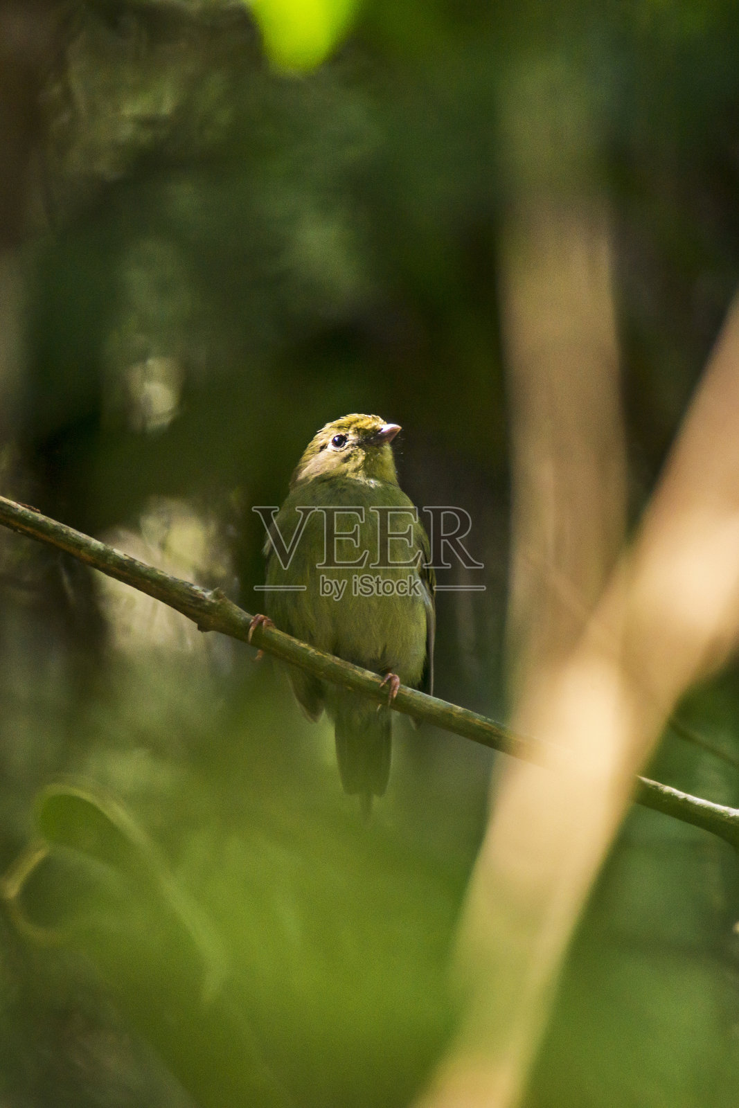 在圣埃斯皮里托的维亚纳拍摄的燕子尾侏儒女。巴西东南部。照片摄影图片