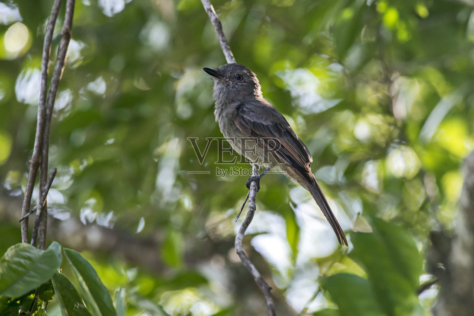 灰色的莫纳摄于圣埃斯皮里托的维亚纳。巴西东南部。照片摄影图片