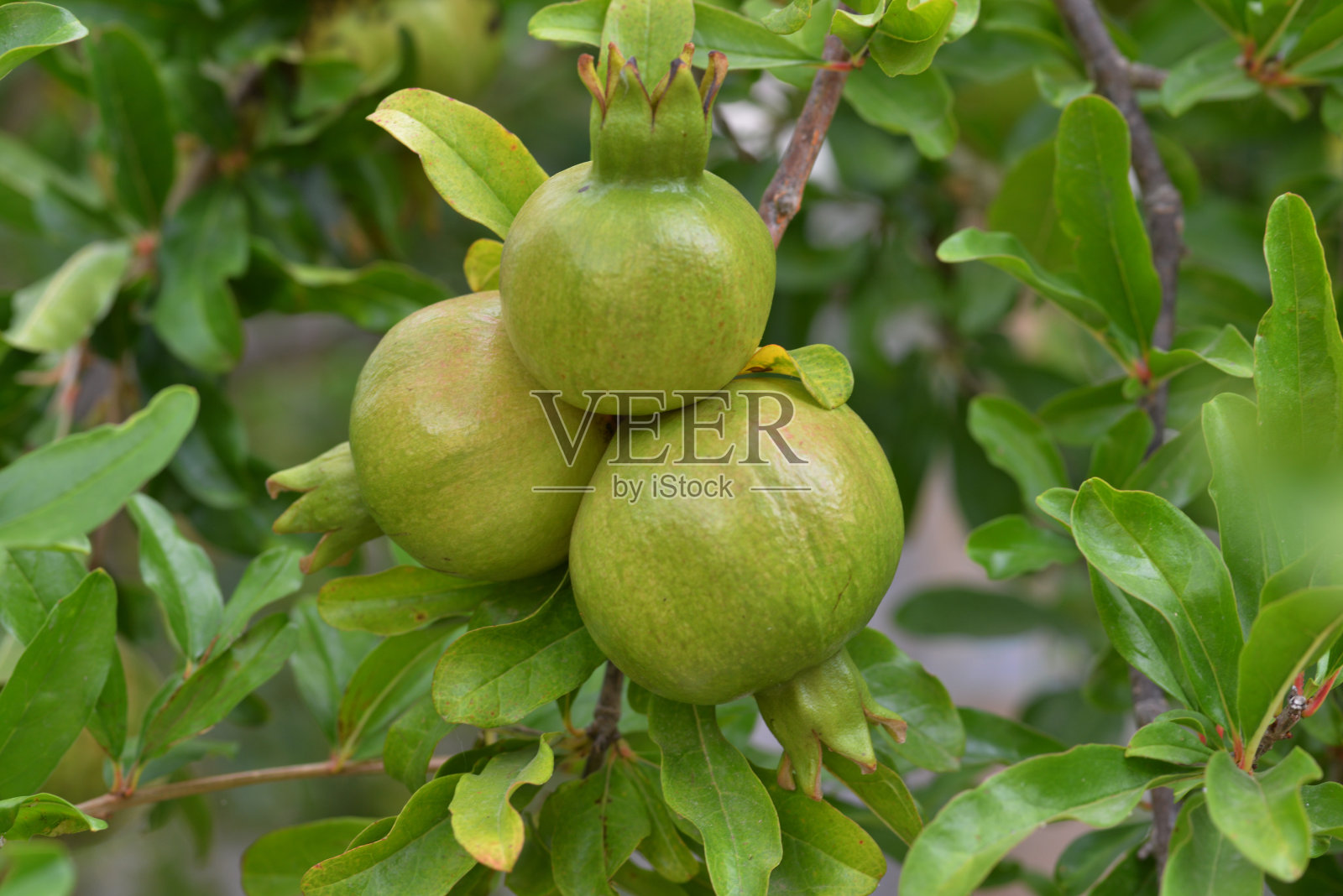 西西里、意大利2019照片摄影图片